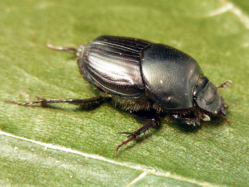 Scarabeidae: Onthophagus (Onthophagus) taurus, femmina